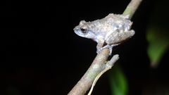 Raorchestes sanctisilvaticus