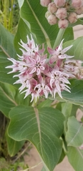 Asclepias speciosa