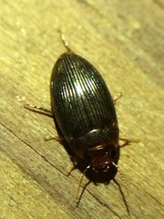Copelatus glyphicus