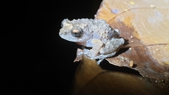Raorchestes sanctisilvaticus