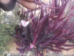 Pelargonium lanceolatum
