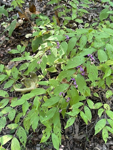 Image of Callicarpa dichotoma by (c) Tony KM, some rights reserved (CC BY)