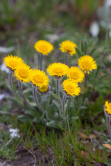 Erigeron aureus