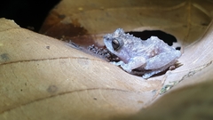 Raorchestes sanctisilvaticus