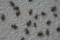 Peripsocus
