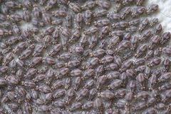 Peripsocus