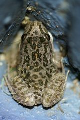 Spotted Marsh Frog photo 5
