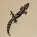 Robust Velvet Gecko - Photo (c) fruitbat, some rights reserved (CC BY-NC-SA)