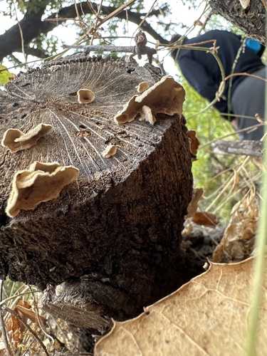 iNaturalist observation photo of hairy curtain crust