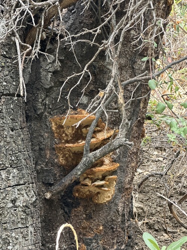 iNaturalist observation photo of Western Hardwood Sulphur Shelf