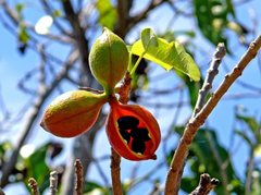 Sterculia quadrifida
