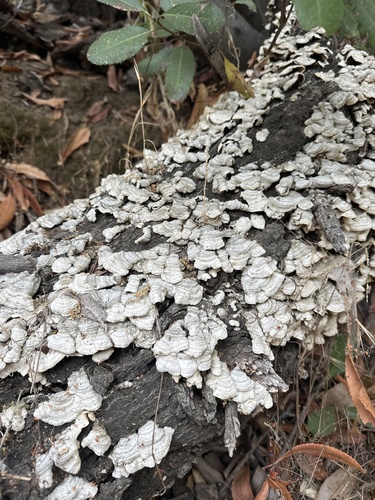 iNaturalist observation photo of Fungi Including Lichens