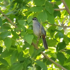 Dumetella carolinensis