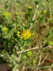 Holocarpha macradenia