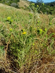 Holocarpha macradenia