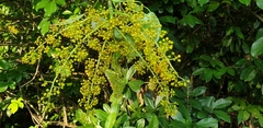 Schefflera