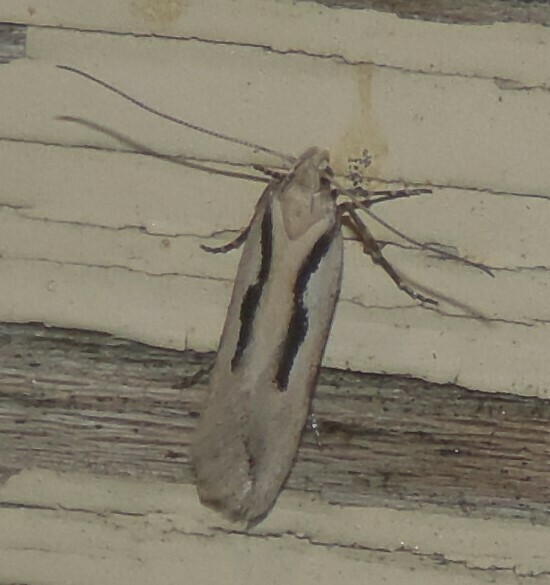 Prolita princeps