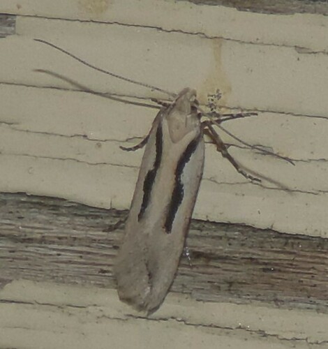 Prolita princeps
