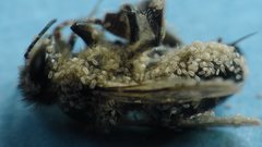 Afrocypholaelaps africanus