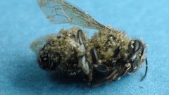 Afrocypholaelaps africanus