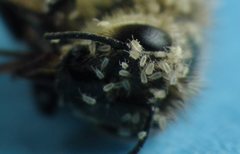 Afrocypholaelaps africanus