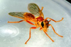 Campylocera hyalipennis