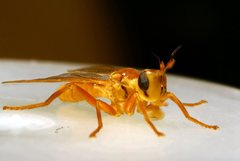 Campylocera hyalipennis