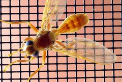 Campylocera hyalipennis