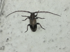 Exocentrus punctipennis