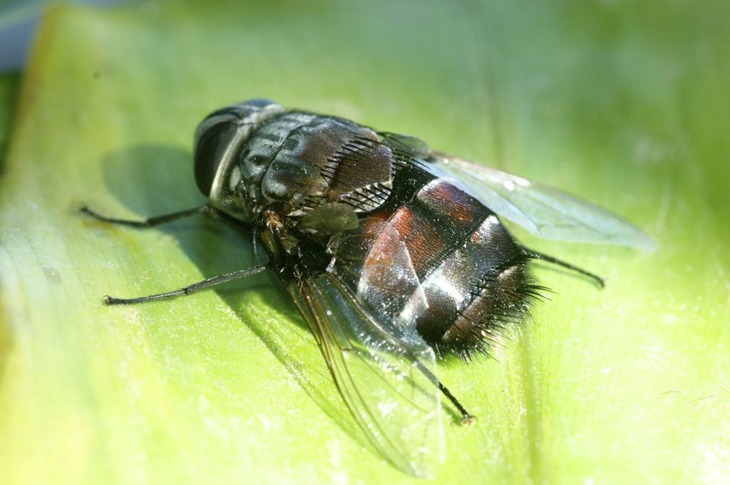 Rutilia sabrata