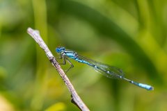Austroagrion cyane