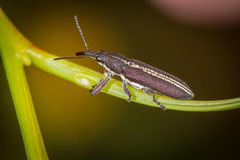 Rhinotia sparsa