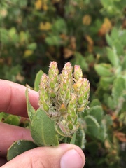 Arctostaphylos catalinae