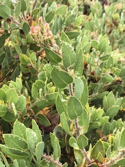 Arctostaphylos catalinae