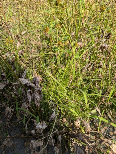 Eleocharis ovata iNat (3)