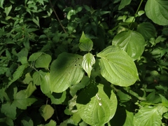 Cornus sanguinea australis