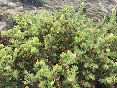 Arctostaphylos catalinae