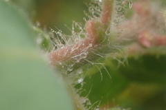 Arctostaphylos catalinae