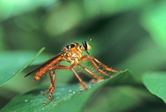 Smeryngolaphria