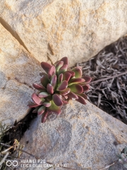 Crassula clavata