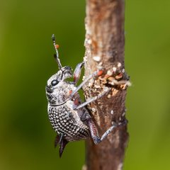 Catasarcus spinipennis