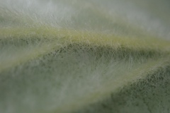 Cercocarpus traskiae