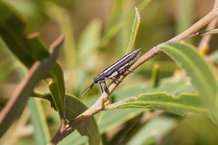 Rhinotia suturalis