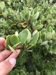 Cercocarpus traskiae