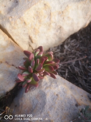 Crassula clavata