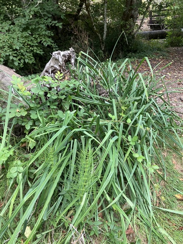 Big Leaf Sedge foliage