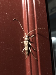 Elytrimitatrix undata