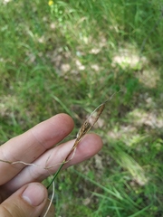 Carex michelii