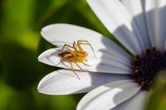 Oxyopes elegans