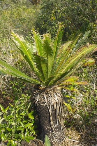 Dioon edule